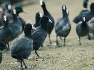 Flock of Coot (Fulica atra) on a shore of a lake