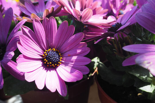 osteospermum purple or african chamomile grow in a pot.  beautiful little flower.  poster calendar.  many purple flowers with a dark center