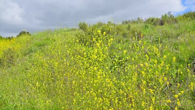 Slow motion of a valley full of delicate yellow Mustard (Sinapis) flowers on a sunny day