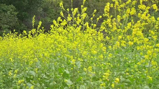 Valley full of delicate yellow Mustard (Sinapis) flowers on a sunny day