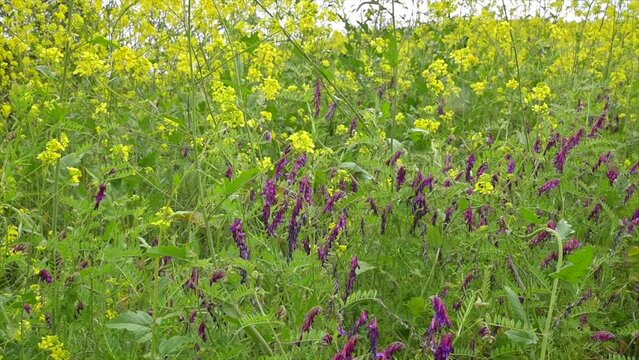 Slow motion of a valley full of delicate yellow Mustard (Sinapis) flowers on a sunny day