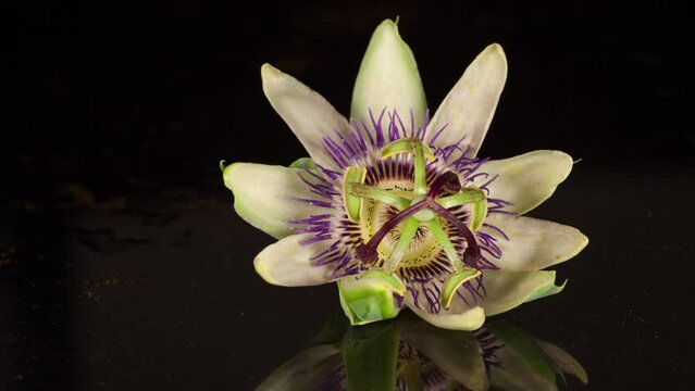 Close-up time-lapse view of a Passion flower closing and becoming dry