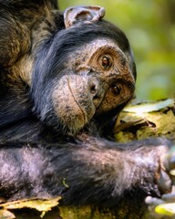 Close up of a small monkey resting on a tree branch