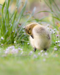 Close up of a baby Goose in a green meadow