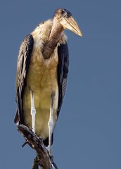 Vertical shot of a Lesser adjutant perched on a tree branch