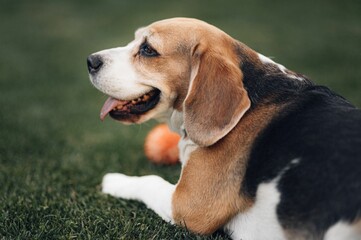 Cute dog playing with a ball in a lush grassy outdoor area.