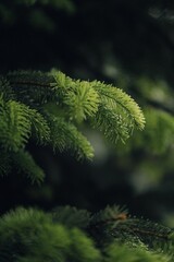 Close-up shot of a lush evergreen tree, with full foliage and vibrant green leaves.