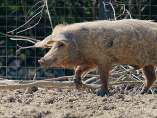 Close-up of a Turopolje pig walking in the mud. Lonjsko Polje Nature Park, Croatia.