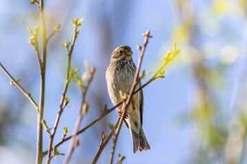 Corn-bunting bird sitting on a thin branch of a tree.