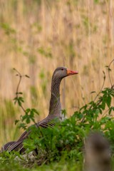 Goose perched atop a grassy meadow, surrounded by lush greenery.