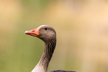 Goose perched atop a grassy meadow, surrounded by lush greenery.