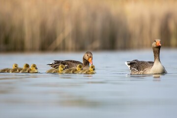 Family of geese gliding gracefully in a lake.