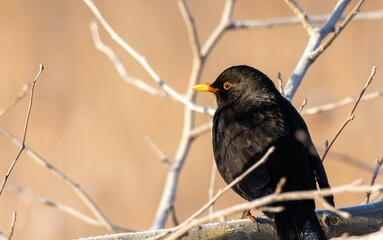 Close-up shot of a black bird perched on a thin, leafless tree branch.