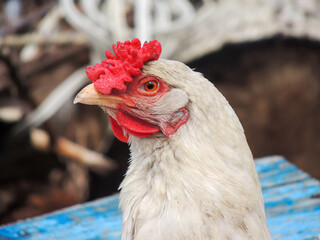 Portrait of a white chiken with a red comb on a farm