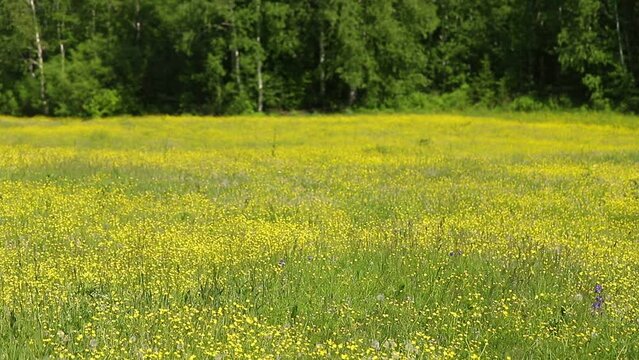 Forest meadow with green grass and numerous yellow flowers on a sunny summer day. The wind walks among the wild forbs shaking spikelets and wild flowers against the backdrop of the forest.