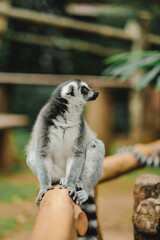 a portrait of Ring-tailed lemur in zoo