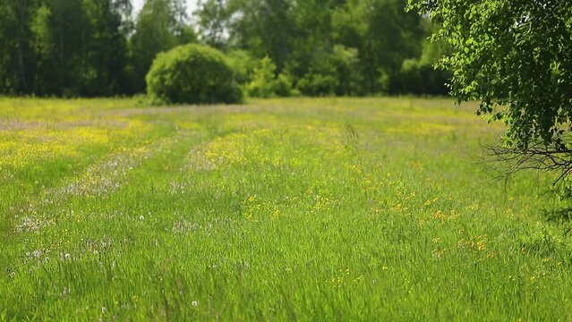 Forest meadow with green grass and numerous yellow flowers on a sunny summer day. The wind walks among the wild forbs, shaking spikelets and wild flowers against the backdrop of a deciduous forest.