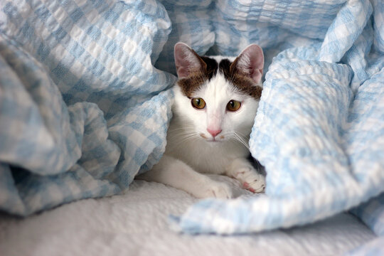 Daily concept of Japanese Bobtail cat living at home