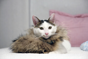 Daily concept of Japanese Bobtail cat living at home