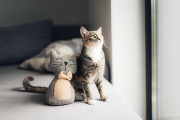 Cute kitten sits contentedly beside a plush toy, gazing up with wide, curious eyes.