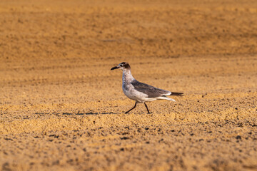 bird on the beach