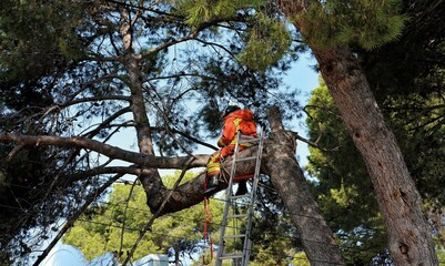 Fireman sitting on a large tree trunk