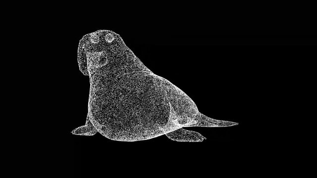 3D elephant seal rotates on black bg. Wild animals concept. Protection of the environment. For title, text, presentation. Object made of shimmering particles. 3d animation 60 FPS
