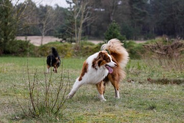 two dogs playing in a grassy field near trees and bushes
