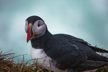 Atlantic Puffins bird or common Puffin in ocean blue background. Fratercula arctica. Norway most popular birds.
