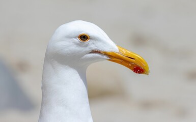 Closeup of a cute seagull on the beach on a sunny day with a blurry background