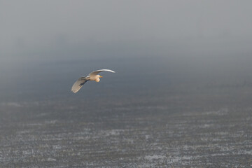 An Egret in flight