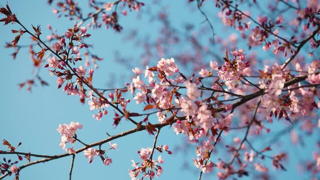 Beautiful pink blooming cherry tree against the sunny blue sky