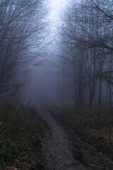 Fototapeta na wymiar Dirt path winding through the dark misty forest with an eerie atmosphere. Melibokus, Germany.