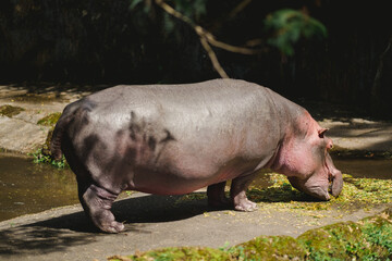an portrait of Hippopotamus eat some grass