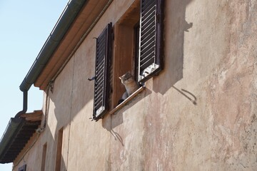 a cat sitting on the windowsill seen from the exterior