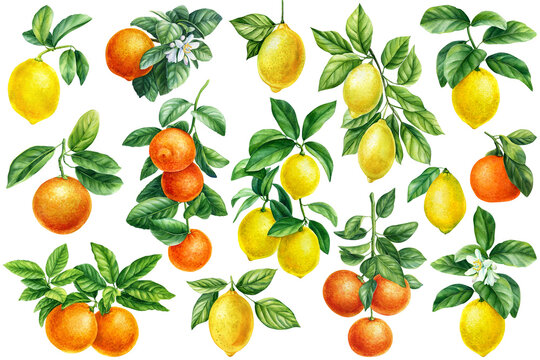 Set of branch green leaves, ripe fruits on white background, watercolor painting, citrus fruit orange, lemon, tangerine
