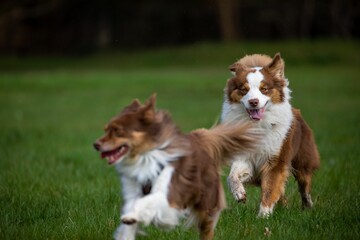 Two happy Australian Shepherd dogs running in a grassy field playing together