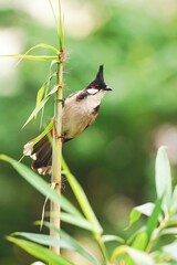 Red-whiskered bulbul bird perched atop a tall stalk of lush green foliage in a natural setting