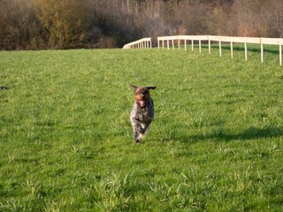 Happy dog running to camera