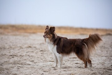 Brown Australian Shepherd dog standing on the beach