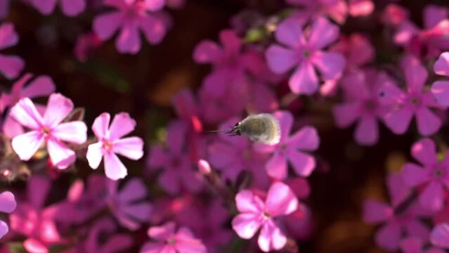 Greater bee fly flying over pink and purple saponaria Bressingham flowers, Bombylius major, recorded with handycam