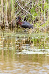 Ibis bird walking in lake water