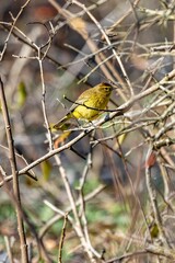 Western yellow wagtail perching on tree branch