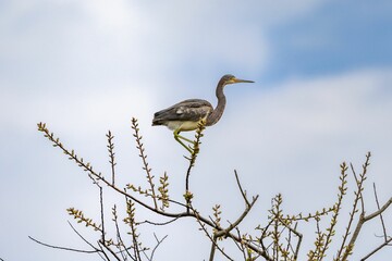 Heron perching on tree branch