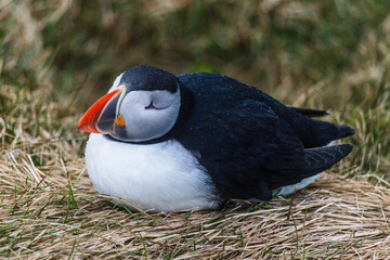 Naklejka premium Atlantic Puffins bird or common Puffin in ocean blue background. Fratercula arctica. Norway most popular birds. 