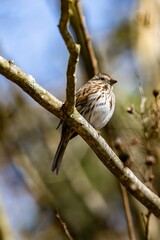 Sparrow perching on tree branch