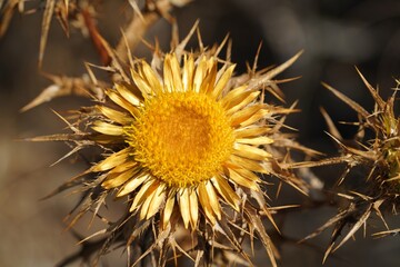 Stemless thorn (lat. Carlina asaulis) - a species of herbaceous flowering plant of the Aster family