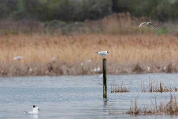 Black-headed gull perched atop a wooden post in a tranquil body of water.