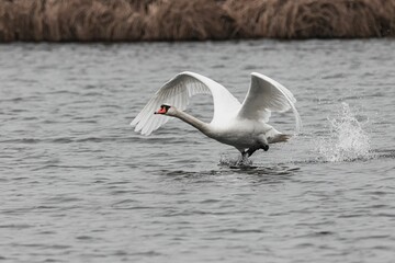 Mute swan taking off from the lake.