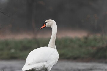 Elegant mute swan is gracefully standing on the shore against a blurry backdrop.